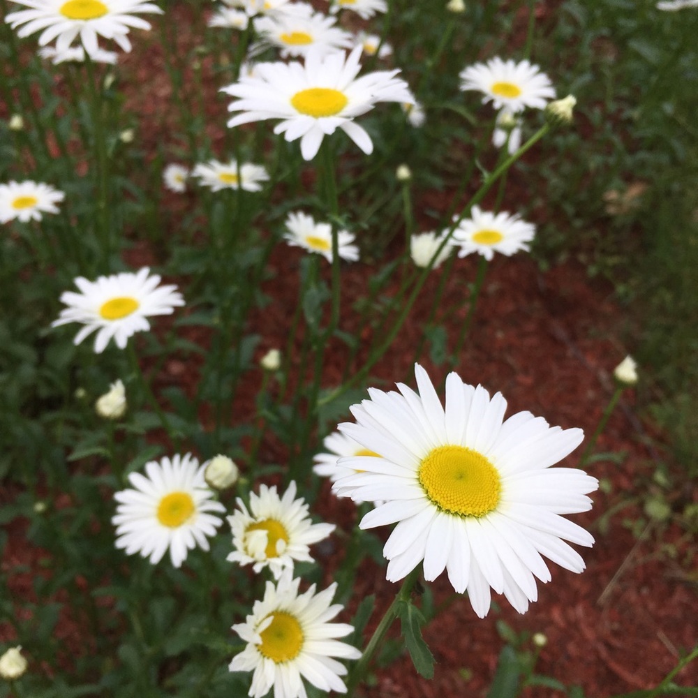 Meet your Posher, Lizette